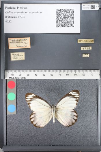 Media type: image;   Entomology 130131